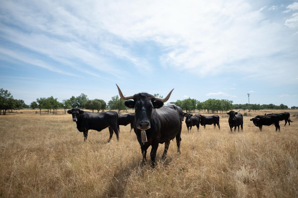 Raza Sayaguesa: el alma ganadera de Arribes del Duero