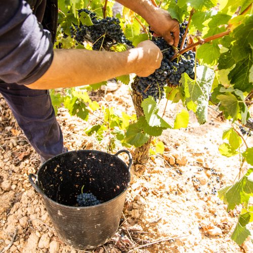 Vendimia manual en Arribes del Duero: manos recogiendo uva